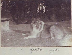 Hector the Dog in 1915